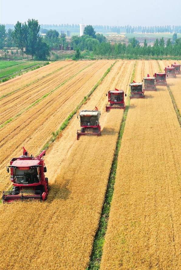 夏粮主产区麦收超九成